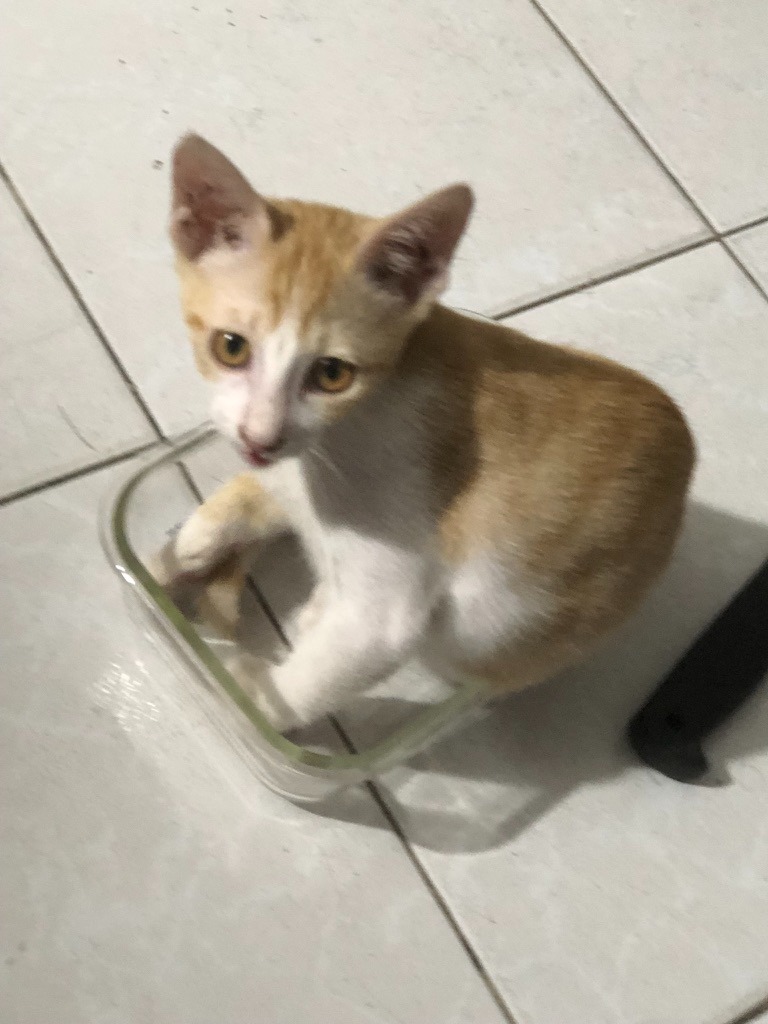 Jun lúc nhỏ trong hộp thủy tinh